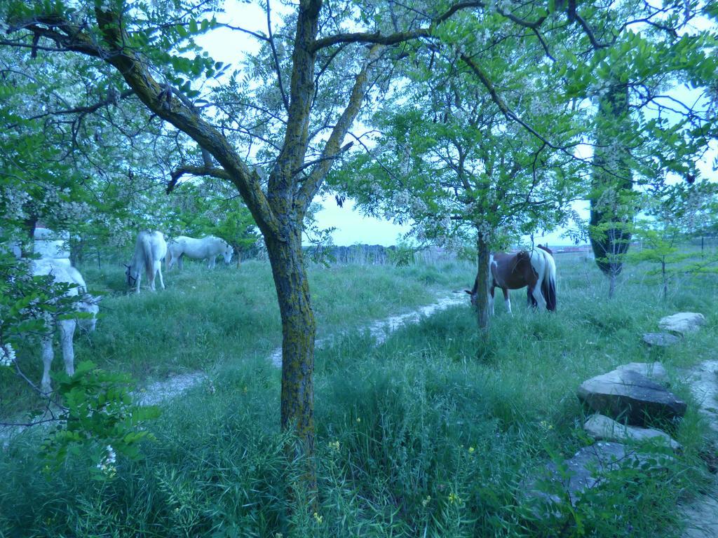 Campo De Reyes Hotel Tafalla Luaran gambar